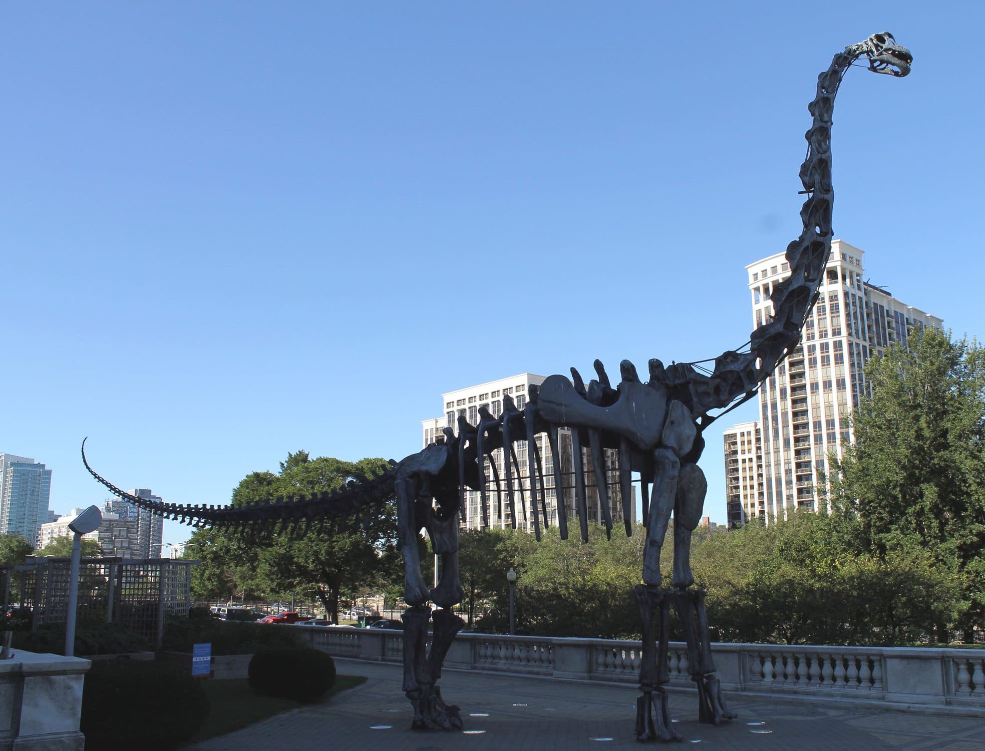 Brachiosaurus Replica