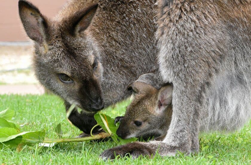 Bennet's Wallaby