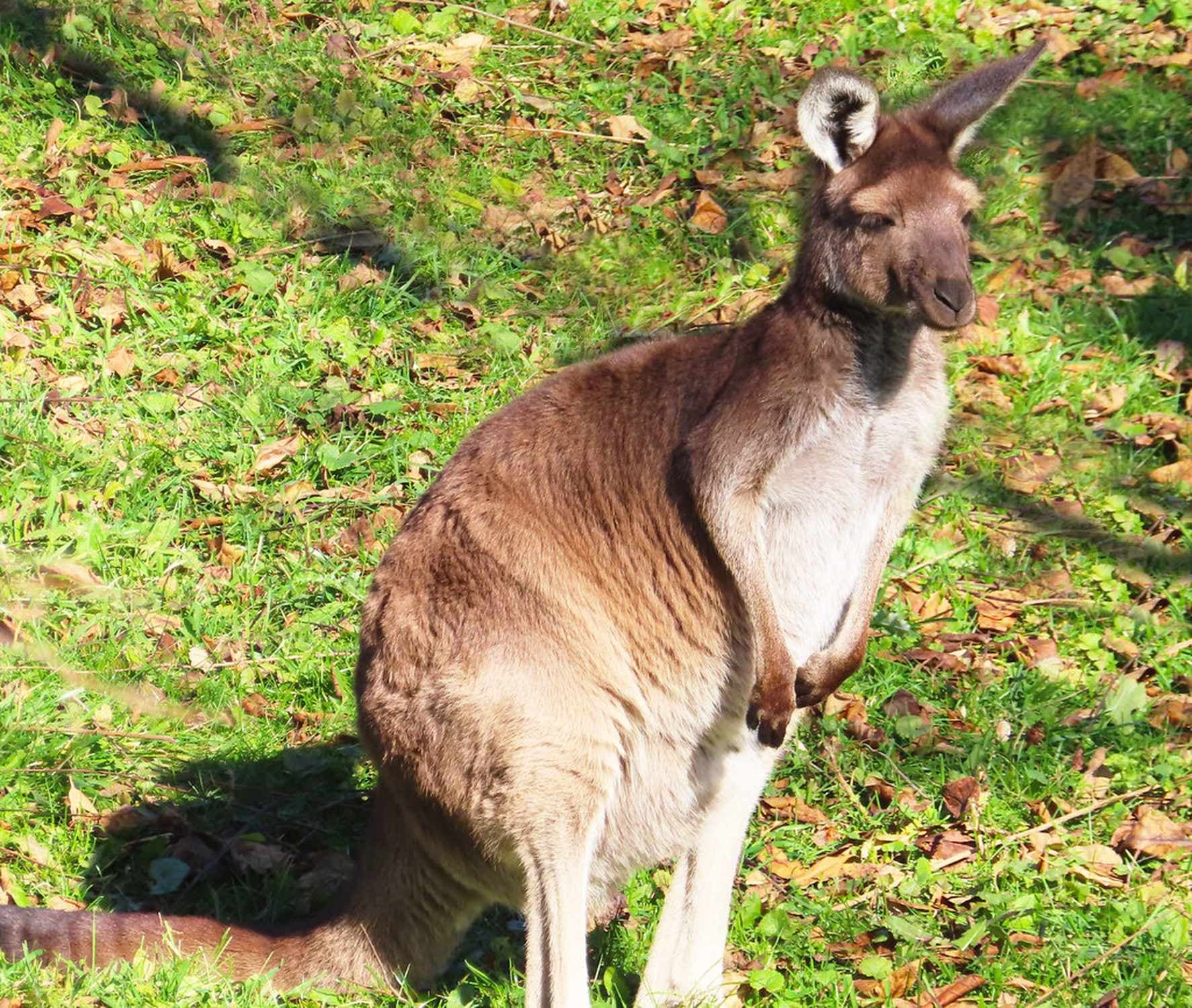 Western Gray Kangaroo