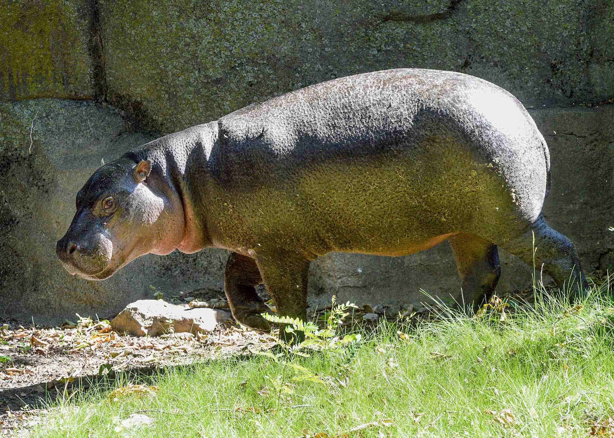 Pygmy Hippo